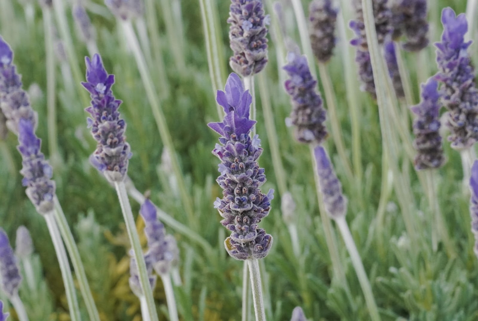 Why This Lavender and Chamomile Baby Lotion is Perfect for Delicate Skin
