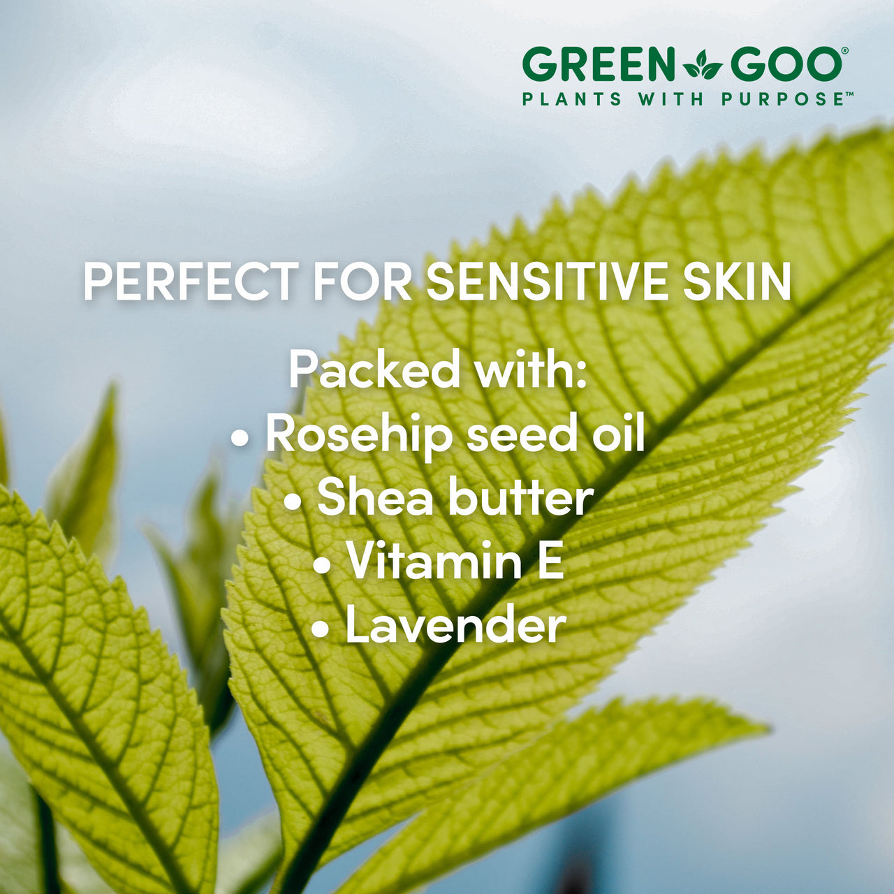 Belly Balm | Green Goo by Sierra Sage Herbs